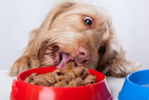 Dog diet