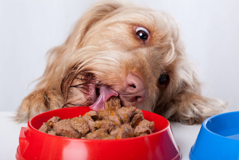 Your dog’s diet and nutrition