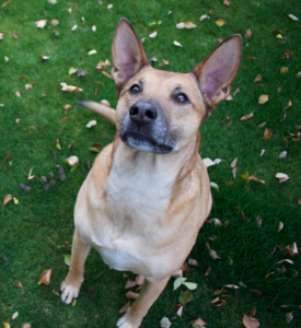 treats for dogs
