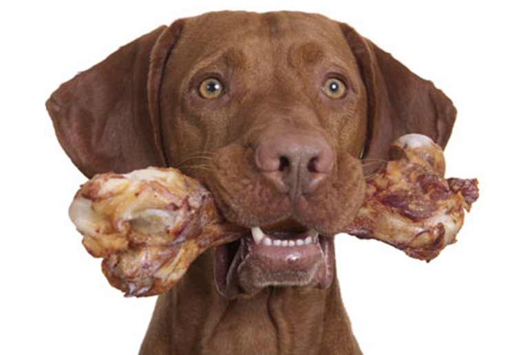 are ribeye bones good for dogs