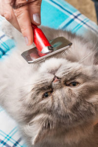 cat grooming