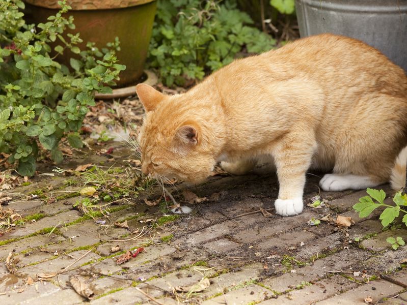 When Does Coughing Up Hairballs A problem For Your Cat?