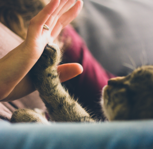 getting a cat