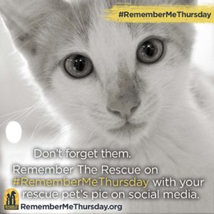 rescue pet