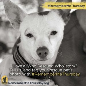 rescued pet