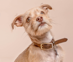 identifying lost dogs