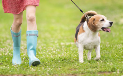 Dogs need exercise in Auckland too!