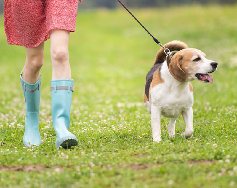 Dogs need exercise in Auckland too!