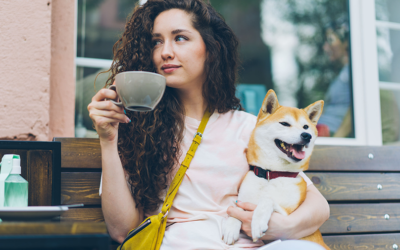 Holidays and dogs in Auckland