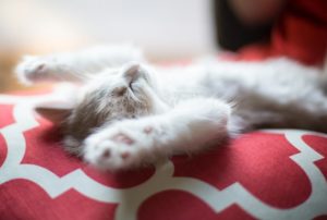 cattery costs