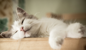 cost of a cattery