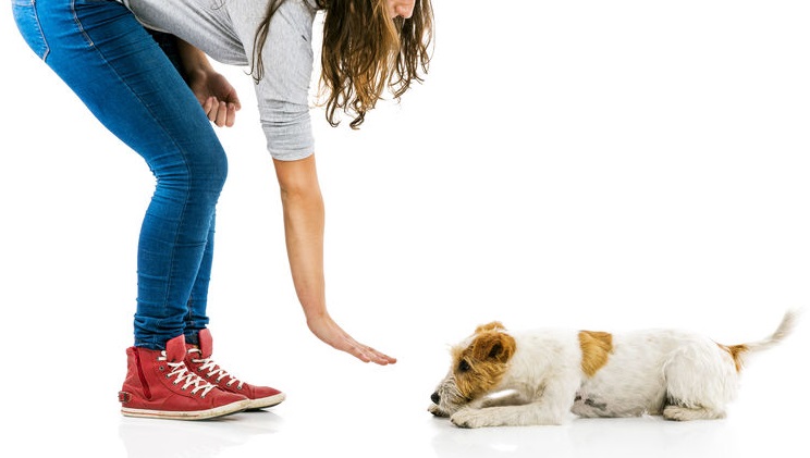 separation anxiety dogs