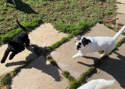 dog day care in Auckland NZ