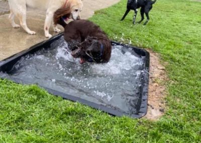 dog day care in South Auckland