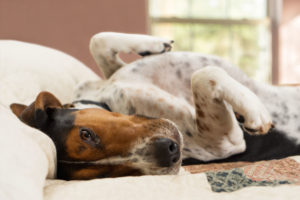 pet friendly accommodation