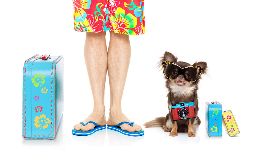 pet holidays