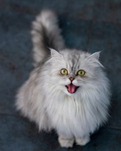 understanding cats