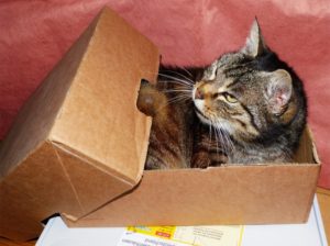 moving house with cats