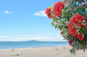 Auckland dog friendly