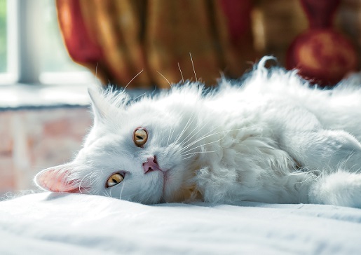how to de stress cat