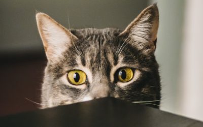 Lockdown stress on cats