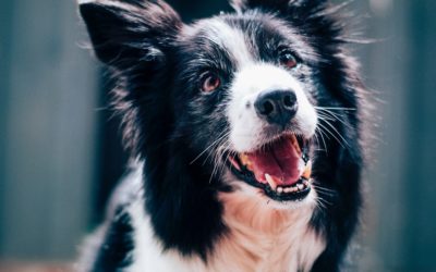 Choosing treats for dogs