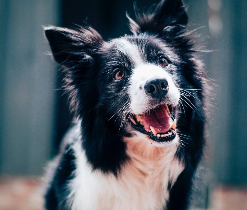 Choosing treats for dogs