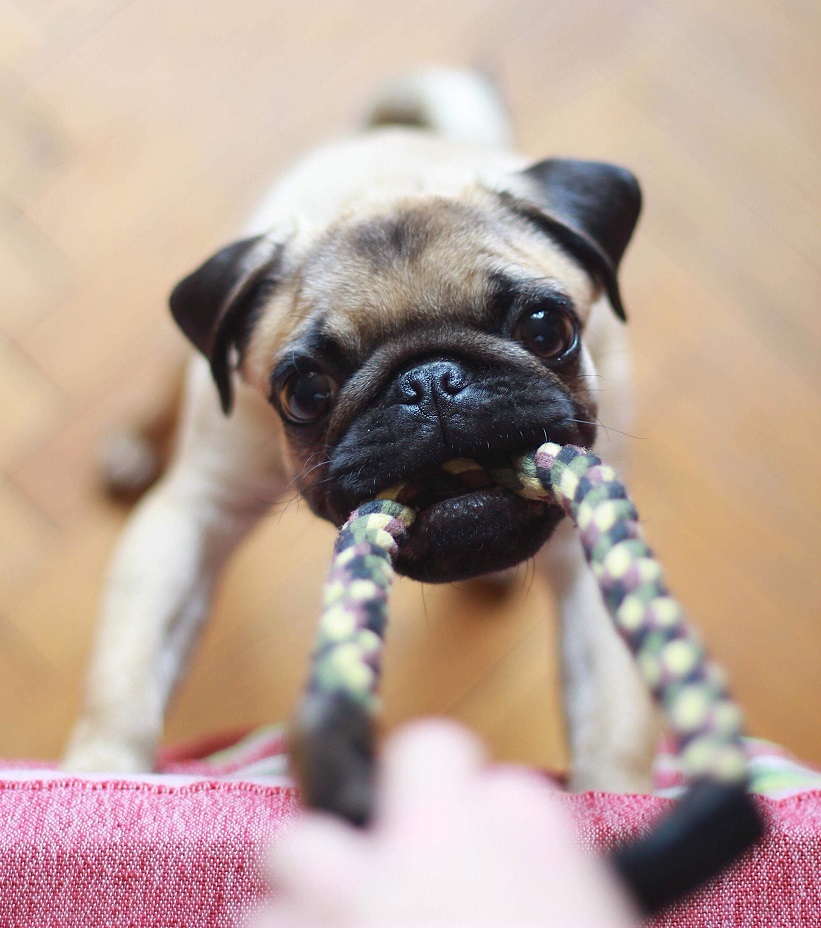 dog treats for training dog treats for training