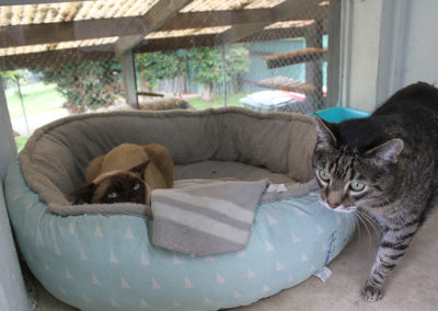 Auckland Cattery