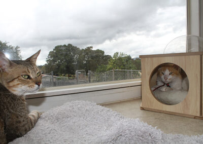 auckland cattery