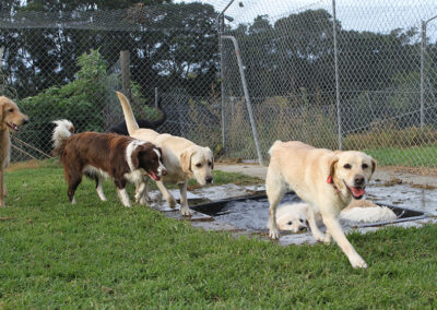 auckland kennels outdoors