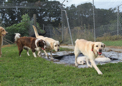 auckland kennels outdoors