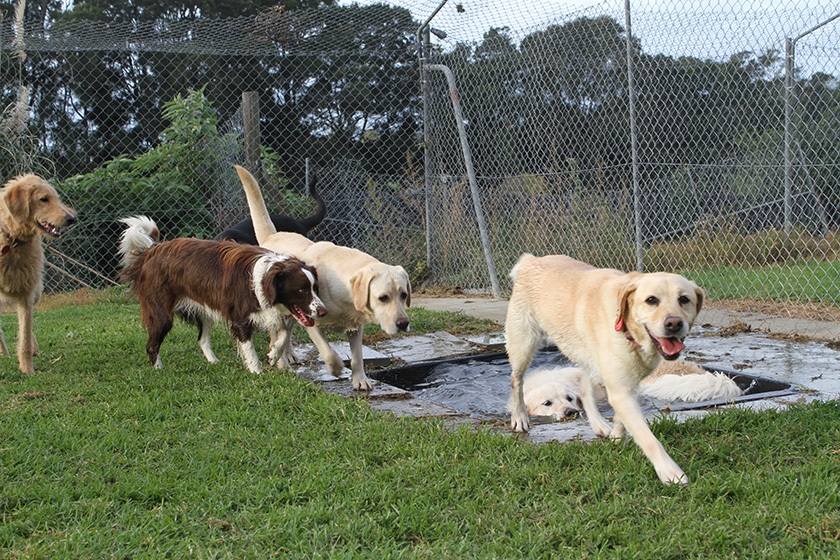 auckland kennels outdoors