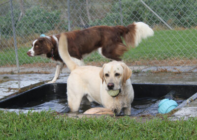 auckland kennels play session