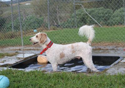 auckland kennels pool