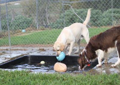 dogs at auckland kennels